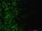 Integrin Linked Kinase antibody, H00003611-M01, Novus Biologicals, Immunofluorescence image 