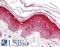 MYD88 Innate Immune Signal Transduction Adaptor antibody, LS-B1975, Lifespan Biosciences, Immunohistochemistry frozen image 