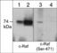 Raf-1 Proto-Oncogene, Serine/Threonine Kinase antibody, RP2901, ECM Biosciences, Western Blot image 