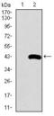 Surfactant Protein C antibody, GTX60670, GeneTex, Western Blot image 