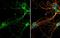 RAB3C, Member RAS Oncogene Family antibody, NBP1-32871, Novus Biologicals, Immunofluorescence image 