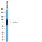 Ldc antibody, AF2846, R&D Systems, Western Blot image 