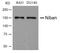 Niban Apoptosis Regulator 1 antibody, 79-627, ProSci, Western Blot image 
