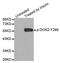 Docking Protein 2 antibody, MBS128247, MyBioSource, Western Blot image 