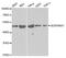 Serpin Family H Member 1 antibody, MBS129379, MyBioSource, Western Blot image 