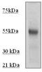 p53 antibody, OAAI00469, Aviva Systems Biology, Western Blot image 