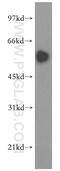 SMAD Family Member 9 antibody, 16397-1-AP, Proteintech Group, Western Blot image 