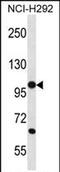 Protocadherin Beta 12 antibody, PA5-71679, Invitrogen Antibodies, Western Blot image 