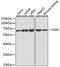 Serum/Glucocorticoid Regulated Kinase 1 antibody, LS-C331214, Lifespan Biosciences, Western Blot image 