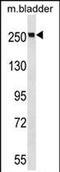 Myosin Heavy Chain 9 antibody, PA5-71967, Invitrogen Antibodies, Western Blot image 