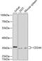 Natural killer cell receptor 2B4 antibody, GTX32501, GeneTex, Western Blot image 