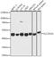 Solute Carrier Family 25 Member 24 antibody, LS-C747315, Lifespan Biosciences, Western Blot image 