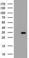 THAP Domain Containing 6 antibody, MA5-26400, Invitrogen Antibodies, Western Blot image 