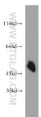 Synaptotagmin 12 antibody, 55015-1-AP, Proteintech Group, Western Blot image 