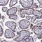 Teneurin Transmembrane Protein 3 antibody, NBP2-13687, Novus Biologicals, Immunohistochemistry paraffin image 