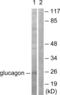 Glucagon antibody, abx013090, Abbexa, Western Blot image 