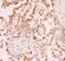 Sirtuin 2 antibody, PB9160, Boster Biological Technology, Immunohistochemistry paraffin image 