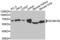 Sodium Channel Epithelial 1 Beta Subunit antibody, LS-C331676, Lifespan Biosciences, Western Blot image 