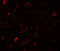 WIZ Zinc Finger antibody, 6117, ProSci, Immunofluorescence image 