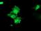 HSPA (Hsp70) Binding Protein 1 antibody, MA5-25645, Invitrogen Antibodies, Immunocytochemistry image 