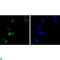GATA Binding Protein 1 antibody, LS-C812615, Lifespan Biosciences, Western Blot image 