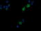 T-cell surface glycoprotein CD1c antibody, LS-C787571, Lifespan Biosciences, Immunofluorescence image 