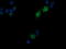 CD1c Molecule antibody, LS-C787571, Lifespan Biosciences, Immunofluorescence image 