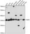 Nuclear Apoptosis Inducing Factor 1 antibody, LS-C750187, Lifespan Biosciences, Western Blot image 