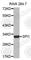 Transcription factor PU.1 antibody, A0141, ABclonal Technology, Western Blot image 