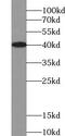Ubiquitin Specific Peptidase 50 antibody, FNab09342, FineTest, Western Blot image 