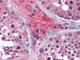 Apolipoprotein O antibody, NBP1-28870, Novus Biologicals, Immunohistochemistry frozen image 