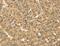 Transmembrane Serine Protease 3 antibody, MBS2525525, MyBioSource, Immunohistochemistry frozen image 