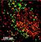 GFP antibody, NB100-1183, Novus Biologicals, Immunofluorescence image 