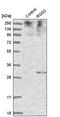 Regulator Of G Protein Signaling 2 antibody, NBP2-55551, Novus Biologicals, Western Blot image 