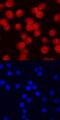 DNA Damage Inducible Transcript 3 antibody, MAB7224, R&D Systems, Immunocytochemistry image 