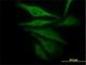 Aldo-Keto Reductase Family 1 Member C4 antibody, H00001109-M01, Novus Biologicals, Immunofluorescence image 