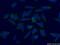 Small Glutamine Rich Tetratricopeptide Repeat Containing Alpha antibody, 11019-2-AP, Proteintech Group, Immunofluorescence image 