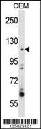 Rho Guanine Nucleotide Exchange Factor 1 antibody, 58-055, ProSci, Western Blot image 