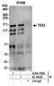 Testis Expressed 2 antibody, A304-705A, Bethyl Labs, Immunoprecipitation image 