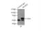 NEDD1 Gamma-Tubulin Ring Complex Targeting Factor antibody, 13993-1-AP, Proteintech Group, Immunoprecipitation image 