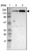 MYB Binding Protein 1a antibody, NBP2-13630, Novus Biologicals, Western Blot image 