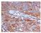 Jagged Canonical Notch Ligand 1 antibody, ab109536, Abcam, Immunohistochemistry paraffin image 