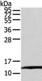 Transcription elongation factor B polypeptide 1 antibody, CSB-PA911518, Cusabio, Western Blot image 
