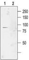 Chloride Voltage-Gated Channel 2 antibody, PA5-77368, Invitrogen Antibodies, Western Blot image 