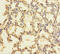 Zinc Finger Protein 114 antibody, A55611-100, Epigentek, Immunohistochemistry paraffin image 