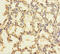 Zinc Finger Protein 114 antibody, A55611-100, Epigentek, Immunohistochemistry paraffin image 
