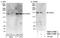 Rho GTPase Activating Protein 29 antibody, NBP1-05989, Novus Biologicals, Western Blot image 