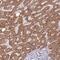 TOPAZ1 antibody, PA5-62297, Invitrogen Antibodies, Immunohistochemistry frozen image 
