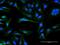 Olfactory Receptor Family 8 Subfamily B Member 8 antibody, H00026493-B01P, Novus Biologicals, Immunofluorescence image 