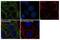 Dual Specificity Phosphatase 6 antibody, 720405, Invitrogen Antibodies, Immunofluorescence image 